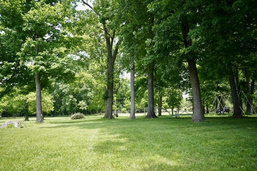 A shaded lawn under tall trees